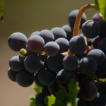 El_camino_grapes